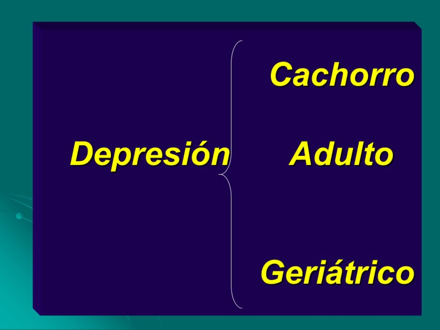 Desarrollo conductual en cachorros