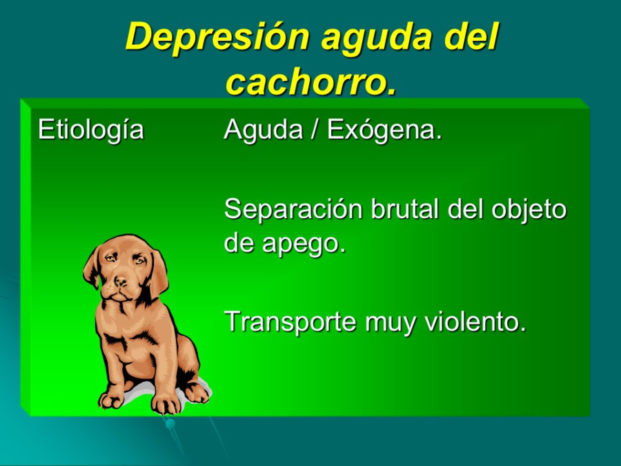 Desarrollo conductual en cachorros