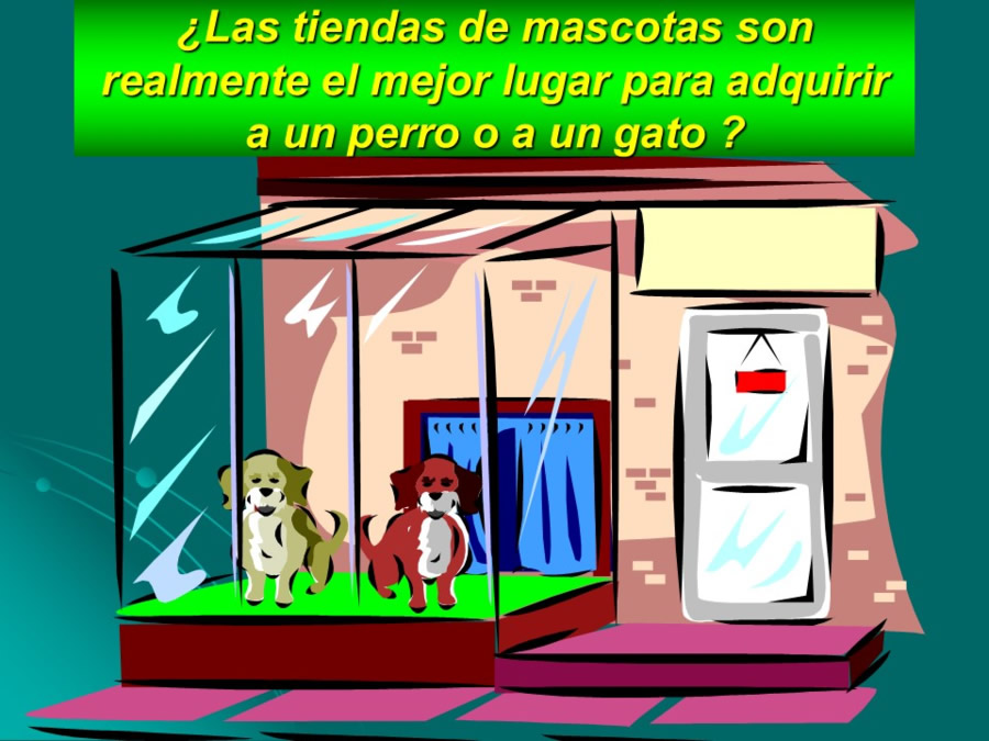 Desarrollo conductual en cachorros