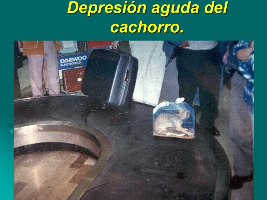 Desarrollo conductual en cachorros