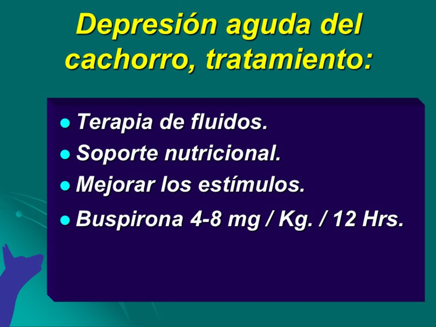 Desarrollo conductual en cachorros