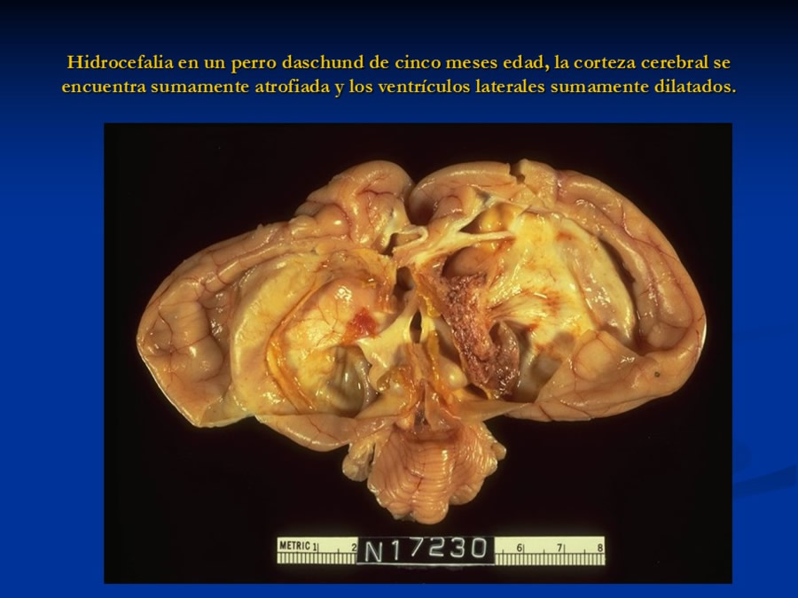 Enfermedades sistmicas