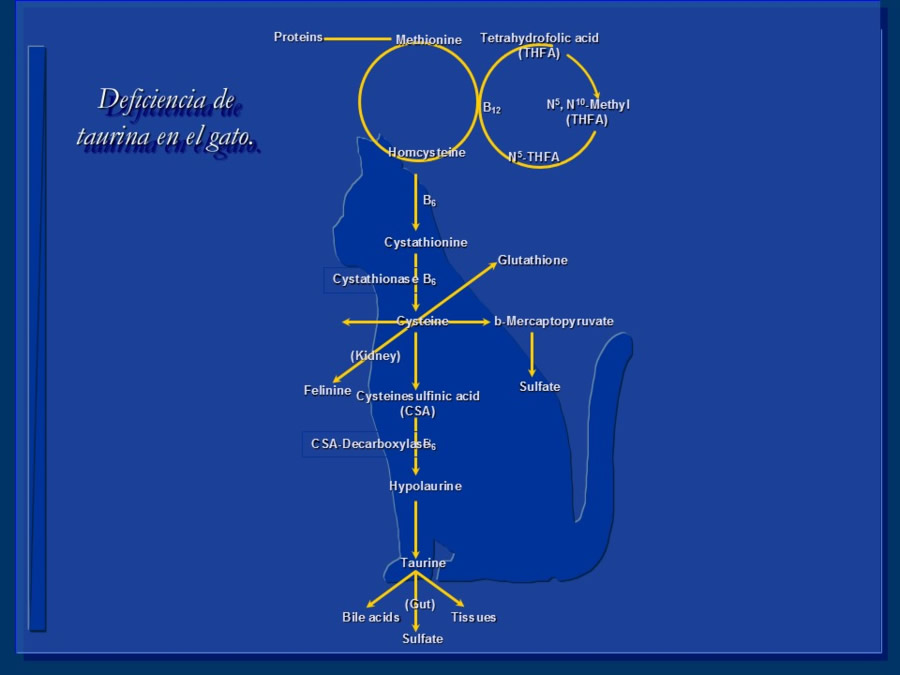 Enfermedades sistmicas