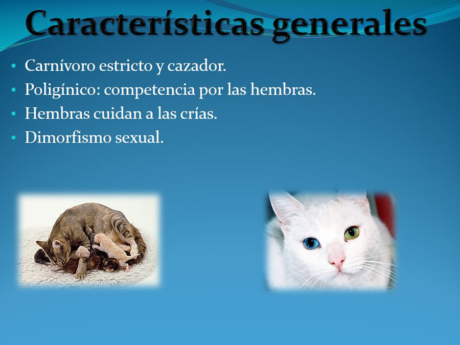 Cmo disminuir el estrs de los gatos durante su visita veterinaria?