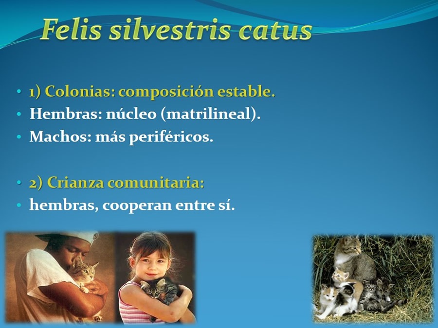 Cmo disminuir el estrs de los gatos durante su visita veterinaria?