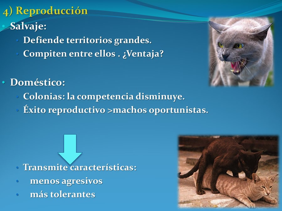 Cmo disminuir el estrs de los gatos durante su visita veterinaria?