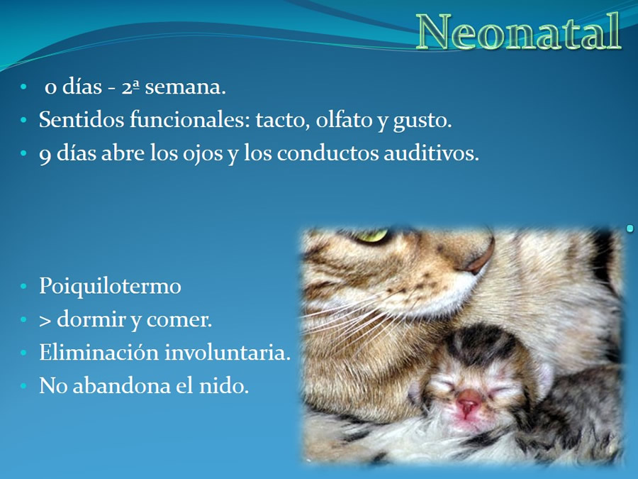 Cmo disminuir el estrs de los gatos durante su visita veterinaria?