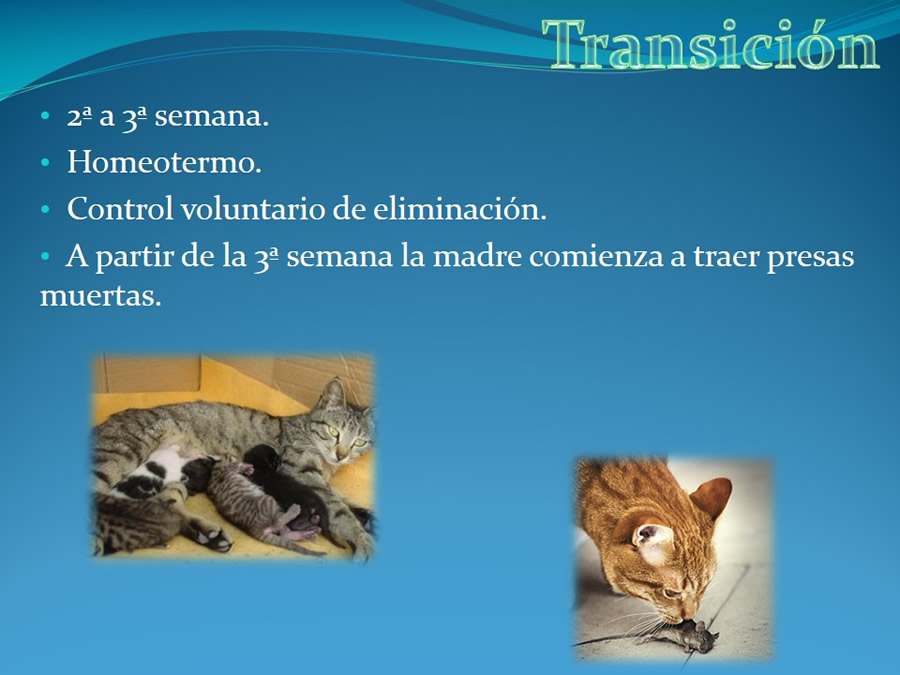 Cmo disminuir el estrs de los gatos durante su visita veterinaria?