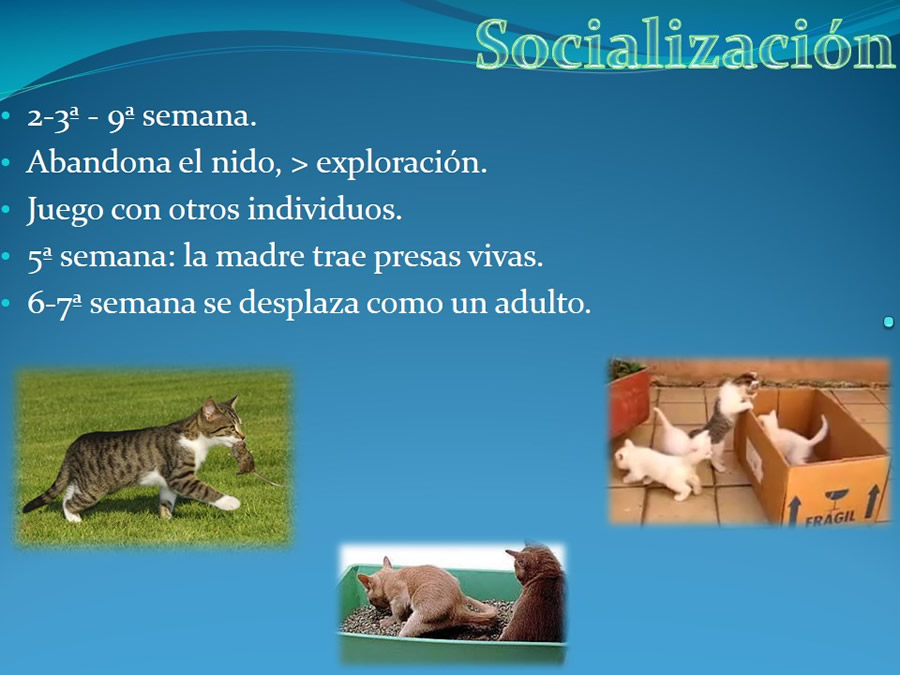 Cmo disminuir el estrs de los gatos durante su visita veterinaria?