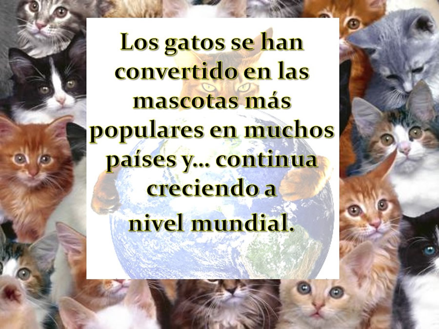 Cmo disminuir el estrs de los gatos durante su visita veterinaria?