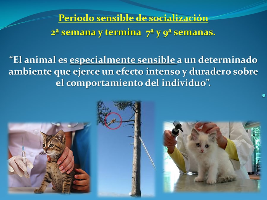 Cmo disminuir el estrs de los gatos durante su visita veterinaria?