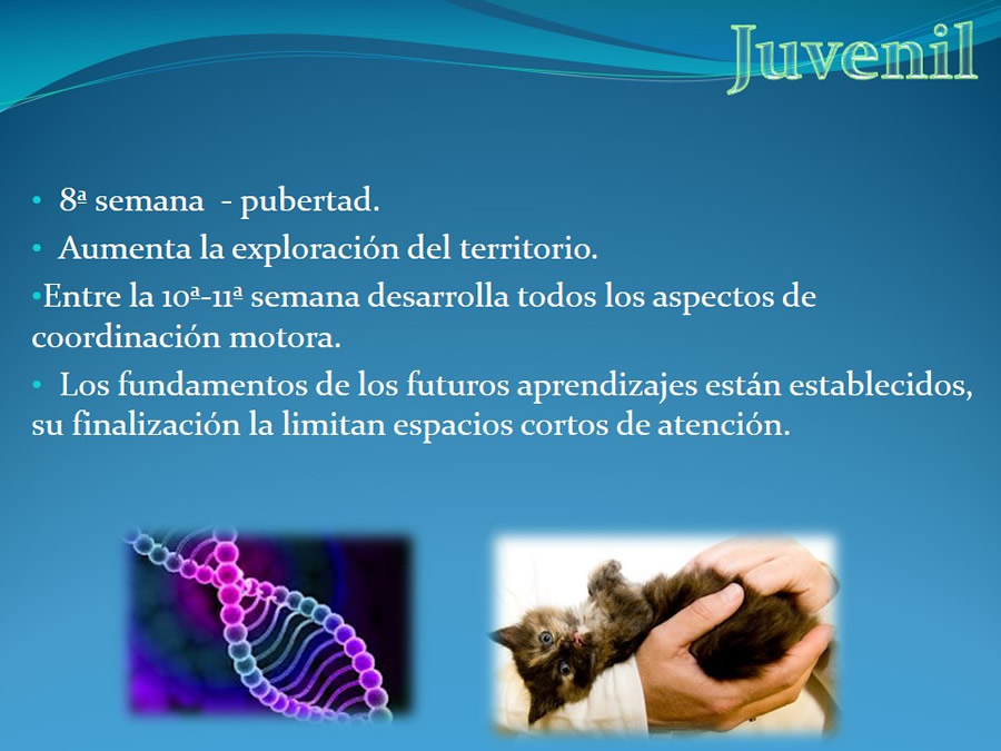 Cmo disminuir el estrs de los gatos durante su visita veterinaria?