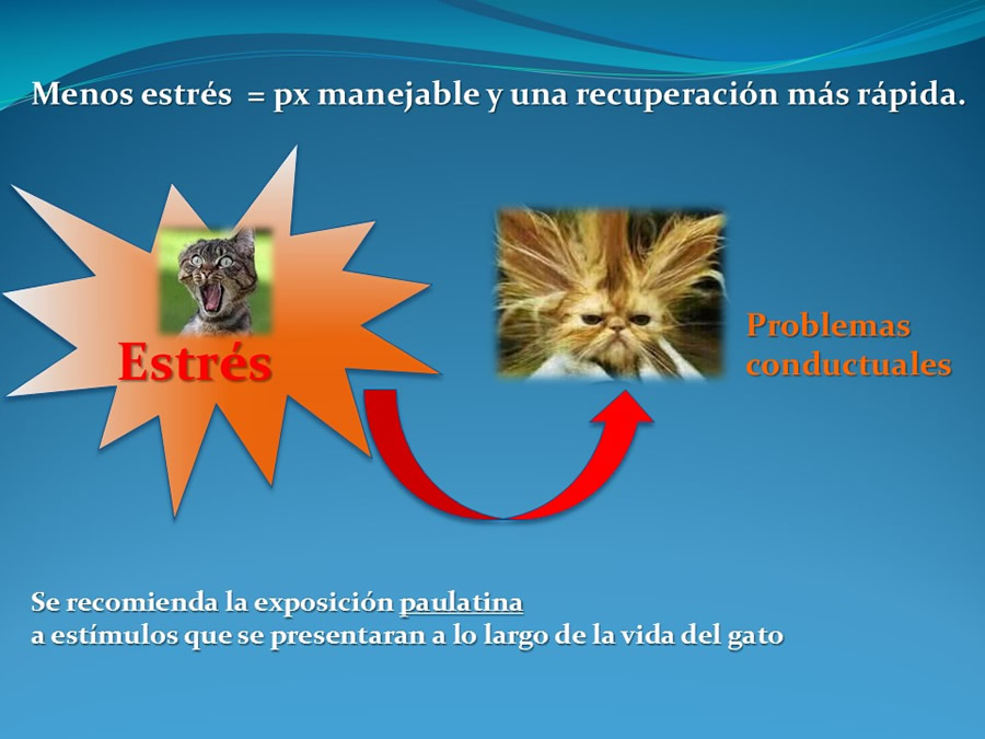 Cmo disminuir el estrs de los gatos durante su visita veterinaria?