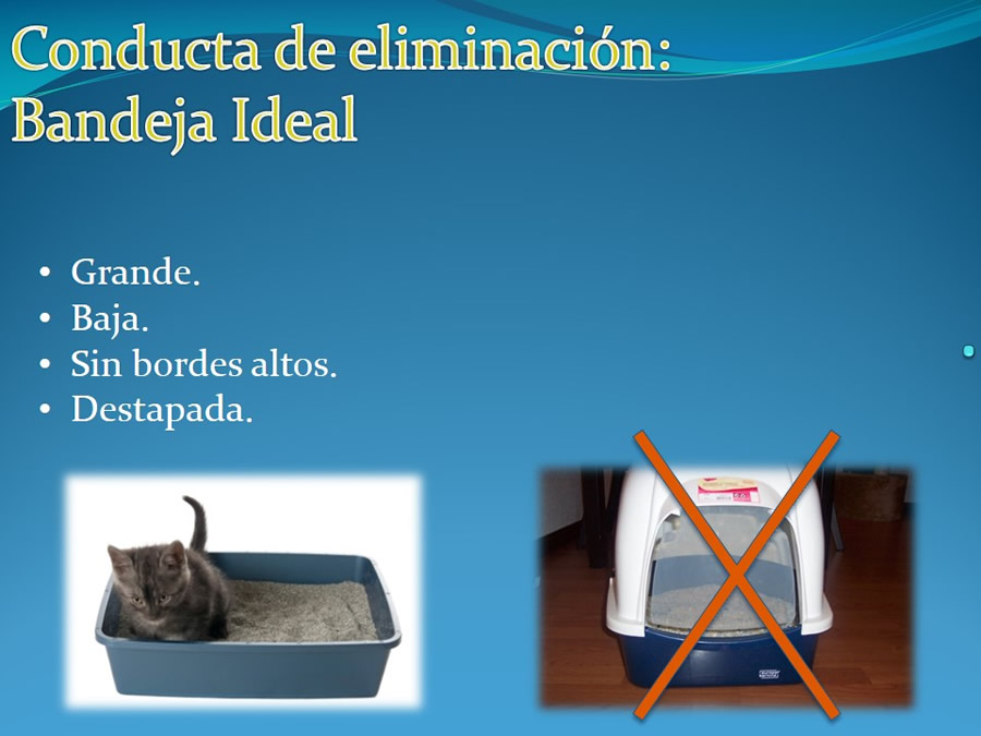 Cmo disminuir el estrs de los gatos durante su visita veterinaria?