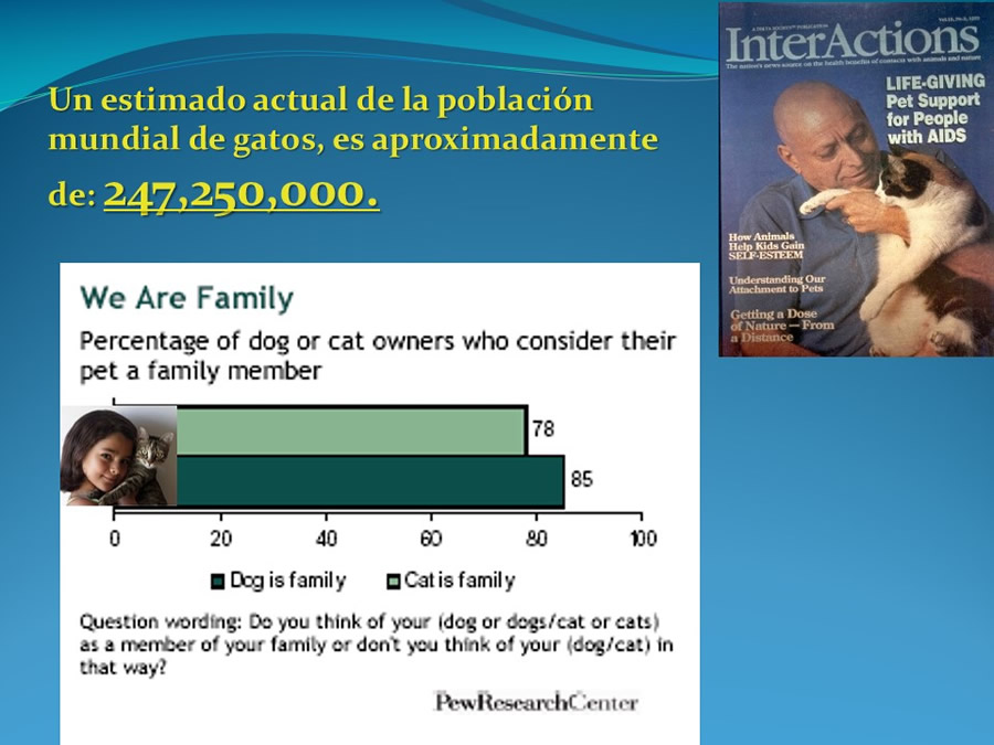 Cmo disminuir el estrs de los gatos durante su visita veterinaria?