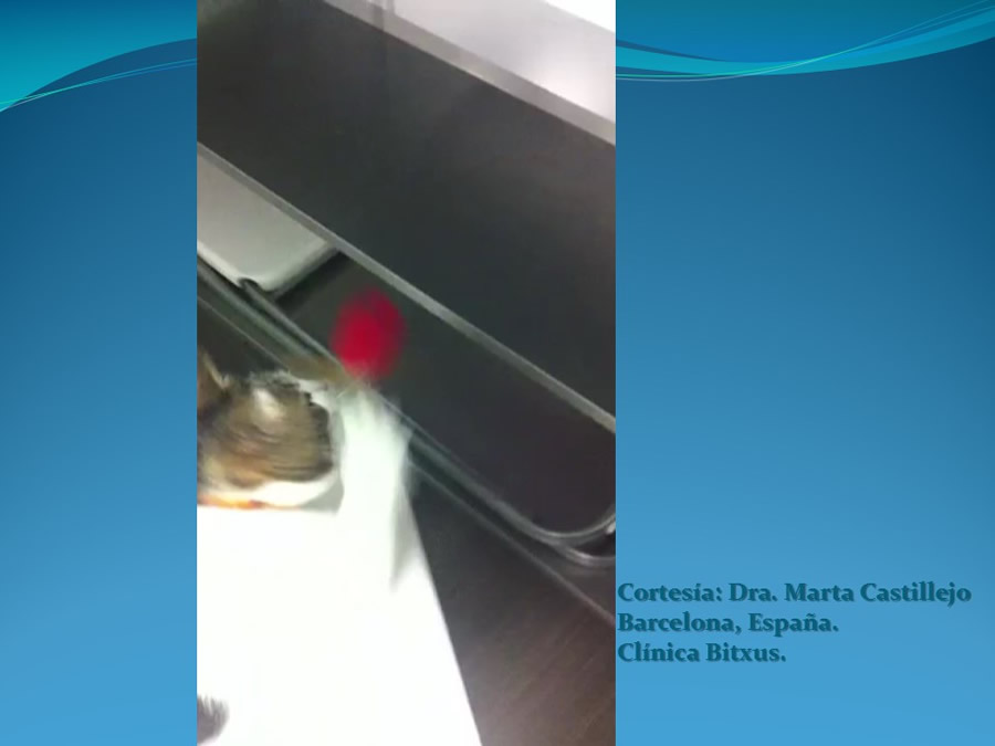 Cmo disminuir el estrs de los gatos durante su visita veterinaria?