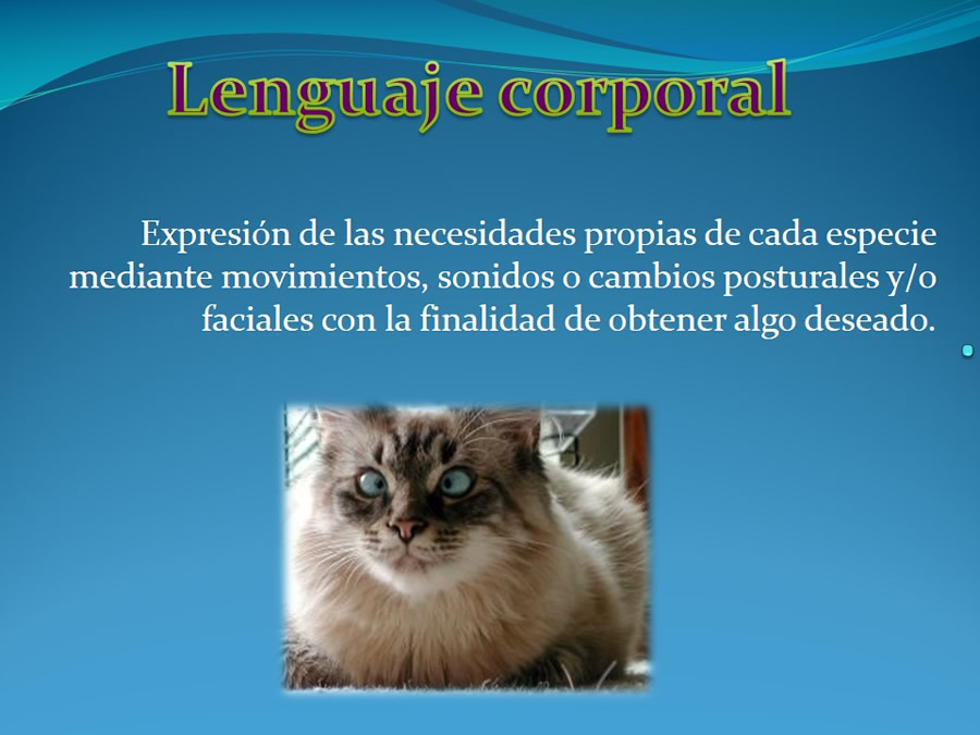 Cmo disminuir el estrs de los gatos durante su visita veterinaria?