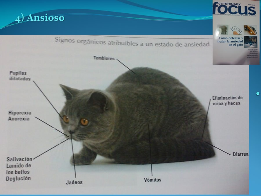 Cmo disminuir el estrs de los gatos durante su visita veterinaria?