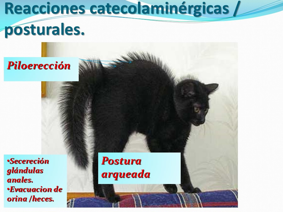 Cmo disminuir el estrs de los gatos durante su visita veterinaria?