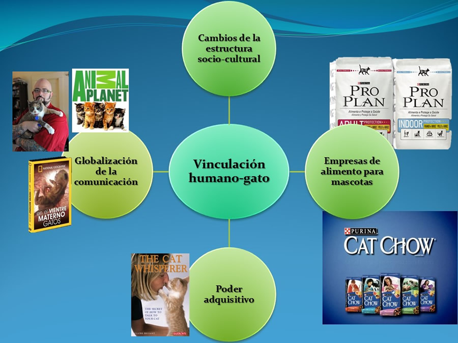 Cmo disminuir el estrs de los gatos durante su visita veterinaria?