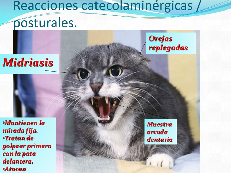 Cmo disminuir el estrs de los gatos durante su visita veterinaria?