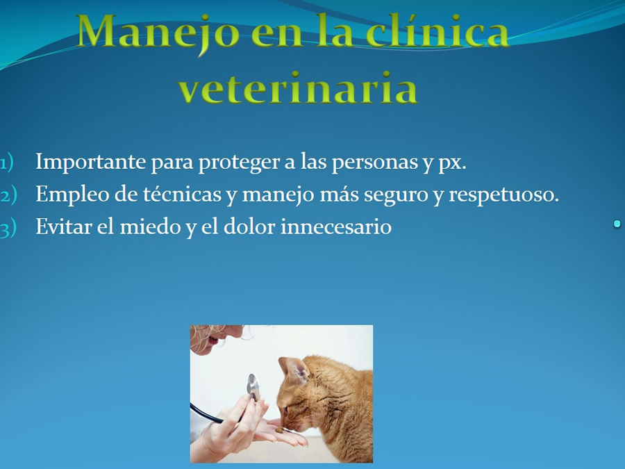 Cmo disminuir el estrs de los gatos durante su visita veterinaria?