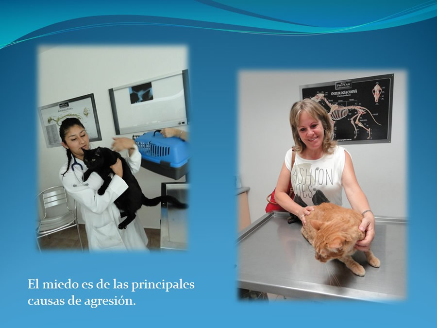 Cmo disminuir el estrs de los gatos durante su visita veterinaria?