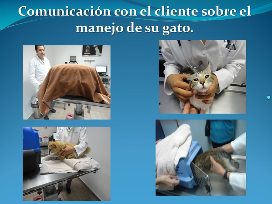 Cmo disminuir el estrs de los gatos durante su visita veterinaria?