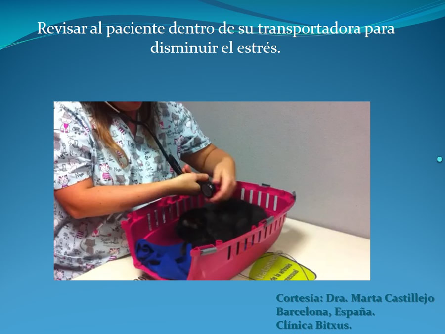 Cmo disminuir el estrs de los gatos durante su visita veterinaria?