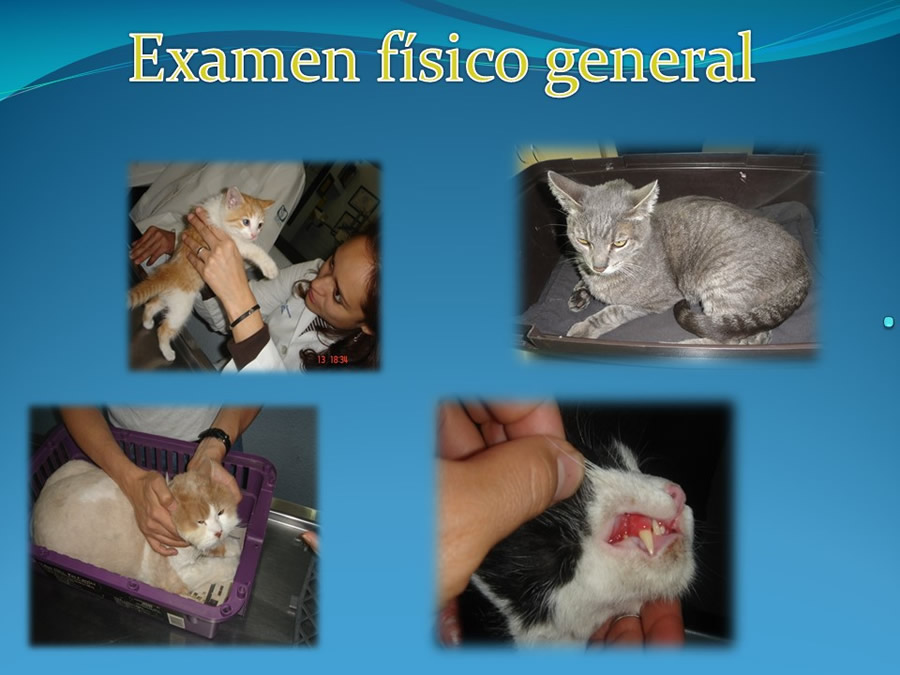 Cmo disminuir el estrs de los gatos durante su visita veterinaria?