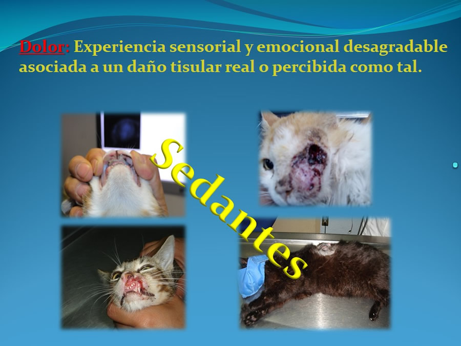 Cmo disminuir el estrs de los gatos durante su visita veterinaria?