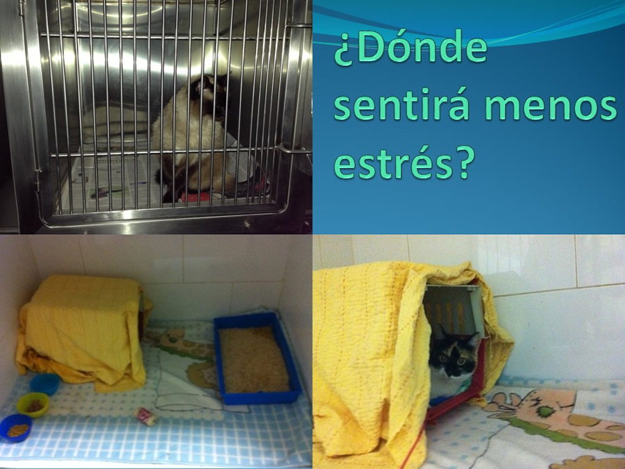 Cmo disminuir el estrs de los gatos durante su visita veterinaria?