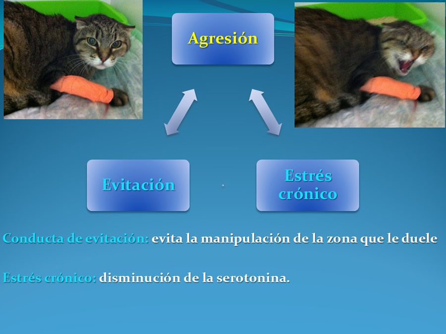 Cmo disminuir el estrs de los gatos durante su visita veterinaria?