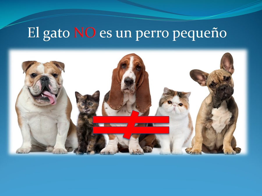 Cmo disminuir el estrs de los gatos durante su visita veterinaria?