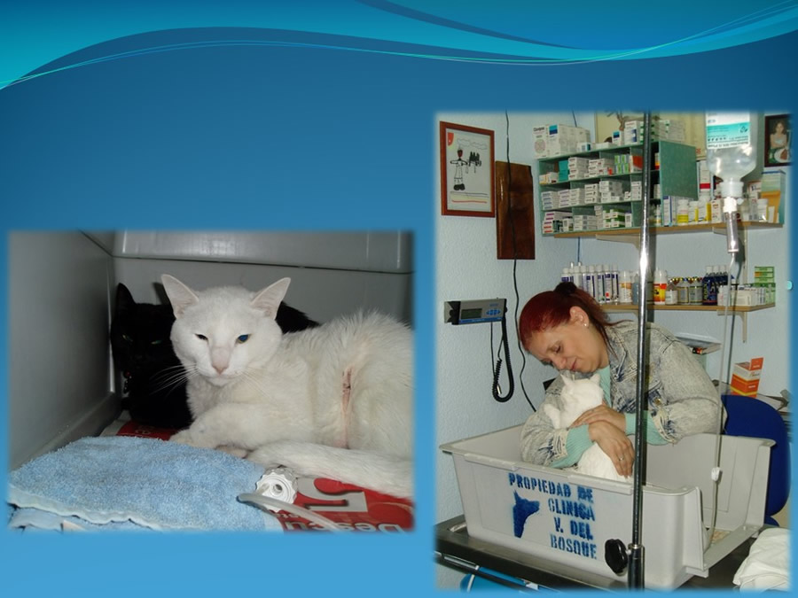 Cmo disminuir el estrs de los gatos durante su visita veterinaria?