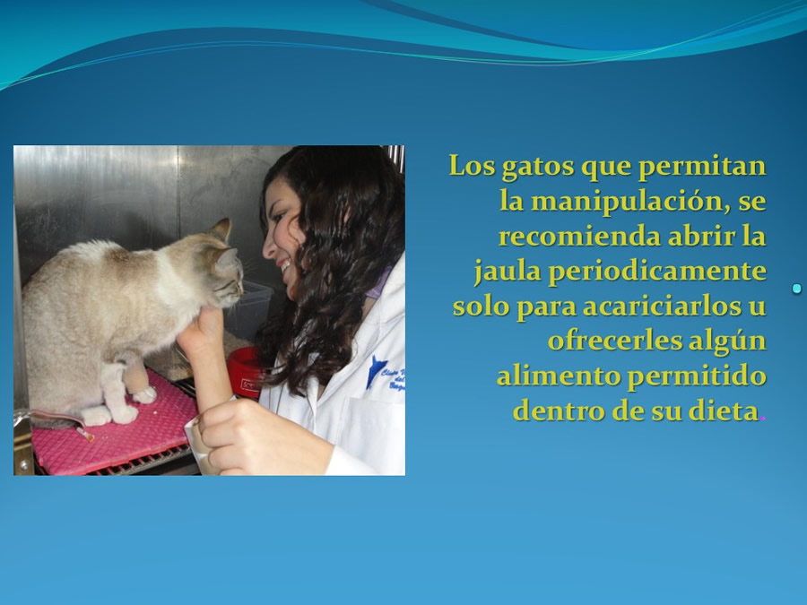 Cmo disminuir el estrs de los gatos durante su visita veterinaria?