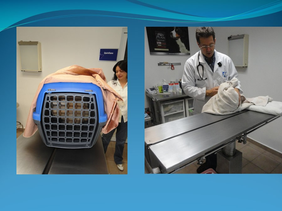 Cmo disminuir el estrs de los gatos durante su visita veterinaria?