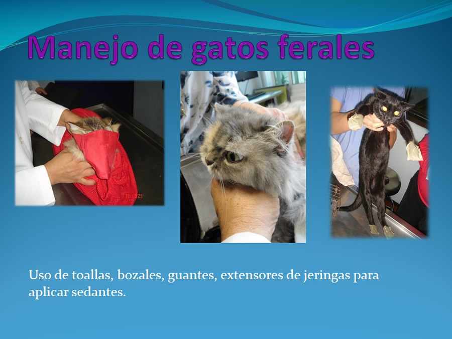 Cmo disminuir el estrs de los gatos durante su visita veterinaria?