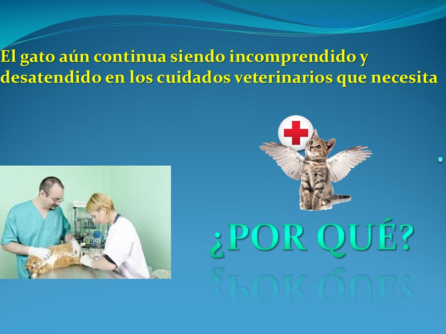 Cmo disminuir el estrs de los gatos durante su visita veterinaria?