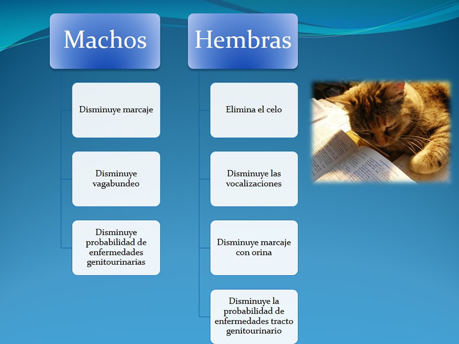 Cmo disminuir el estrs de los gatos durante su visita veterinaria?