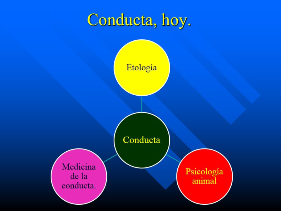 Introduccin a la medicina del comportamiento