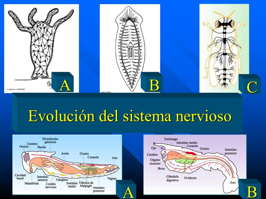 Introduccin a la medicina del comportamiento