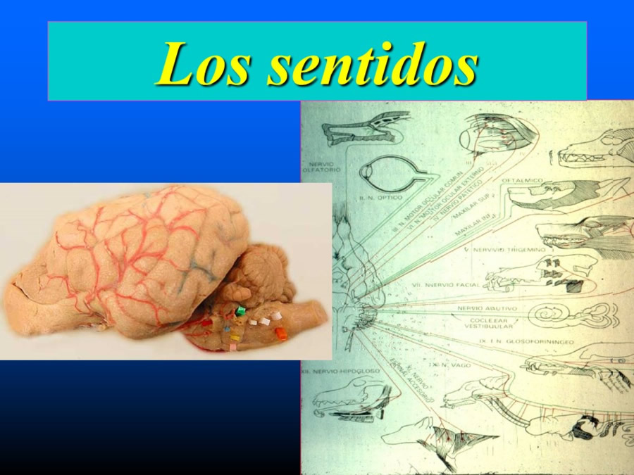 Introduccin a la medicina del comportamiento