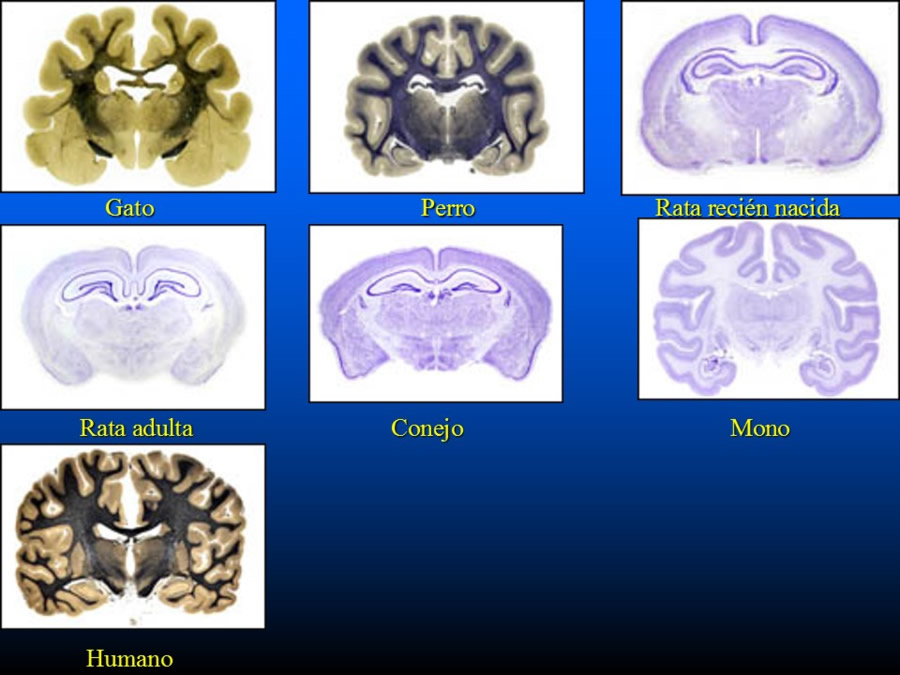 Introduccin a la medicina del comportamiento