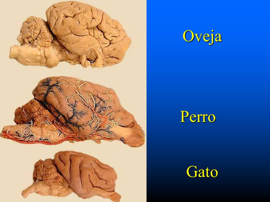 Introduccin a la medicina del comportamiento