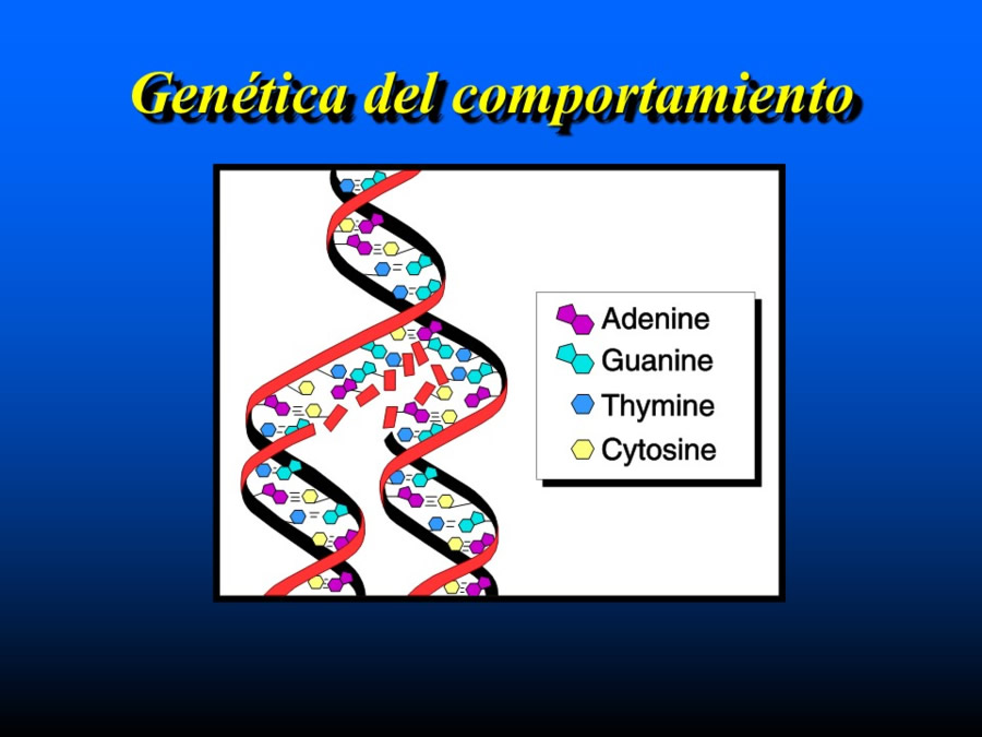 Introduccin a la medicina del comportamiento