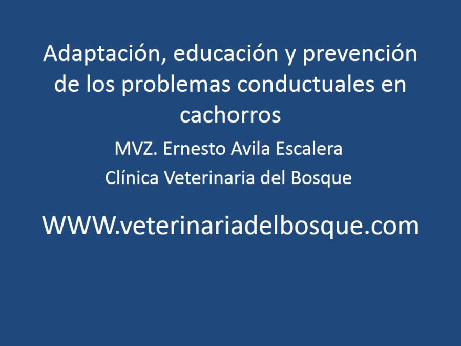 Adaptacin, educacin y prevencin de los problemas conductuales en cachorros