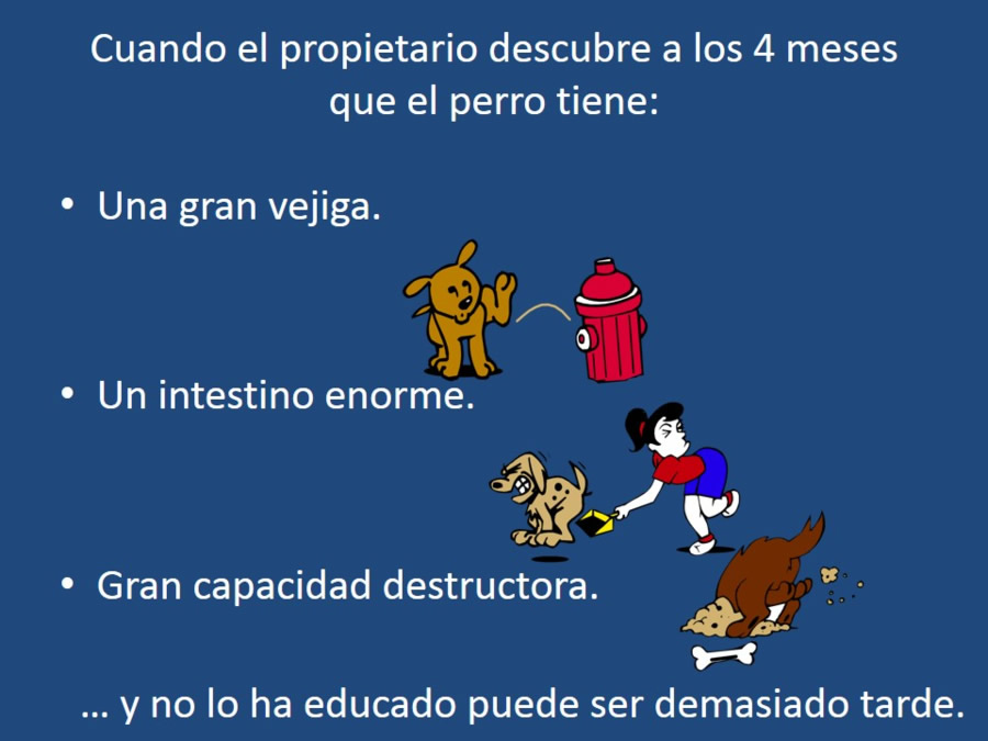 Adaptacin, educacin y prevencin de los problemas conductuales en cachorros