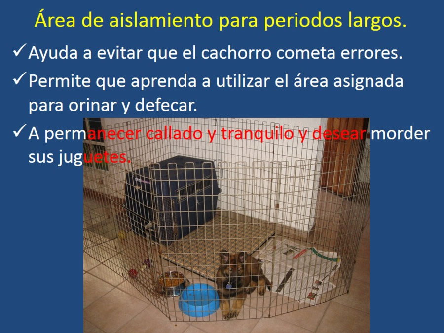 Adaptacin, educacin y prevencin de los problemas conductuales en cachorros