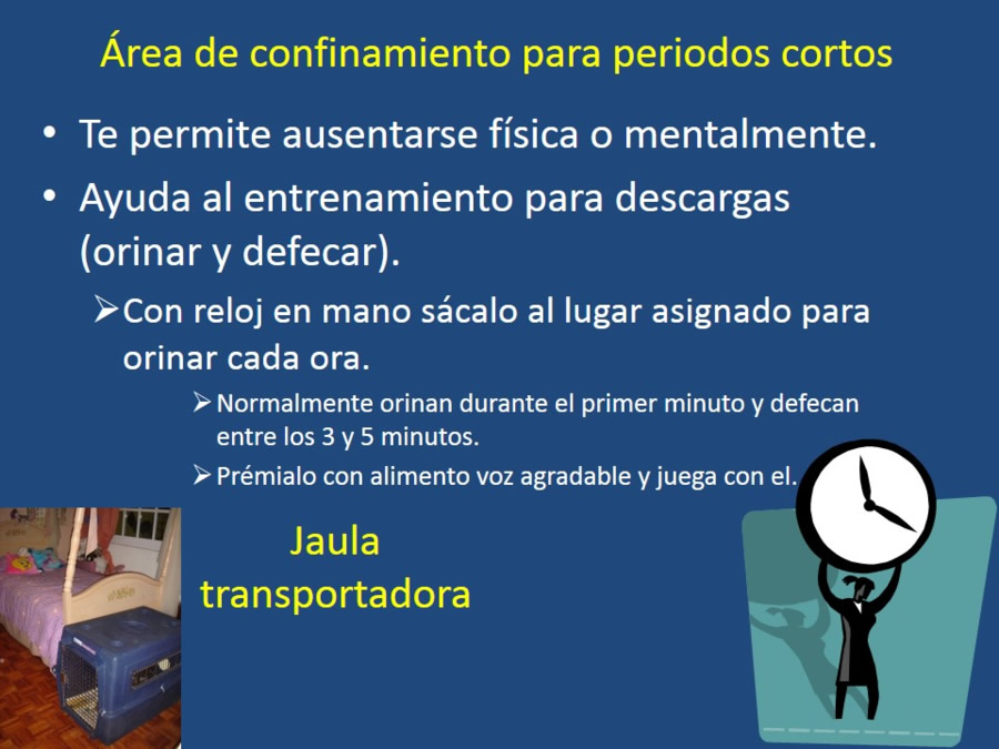Adaptacin, educacin y prevencin de los problemas conductuales en cachorros